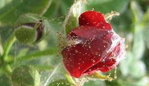 Advice For Successful Mite Management