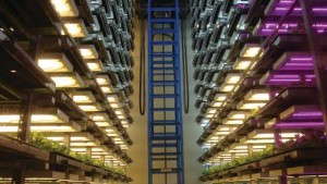 MSU Researches Growing Seedlings Under LEDs