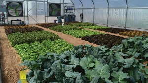 Focus On Fertilizer: Micronutrients And Organics