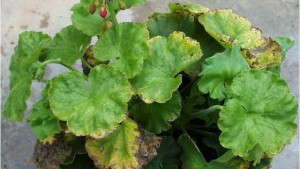 Fertilizer Changes Growing Mix pH