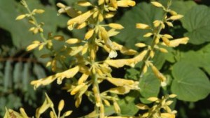 Why You Should Know <i>Salvia madrensis</i>