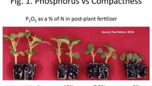 Basics & Beyond: Fundamentals Of Phosphorus Nutrition