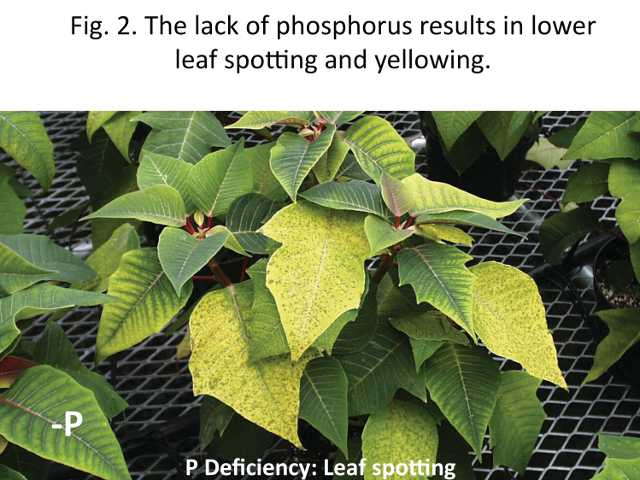 Figure 2. The lack of phosphorus results in lower leaf  spotting and yellowing