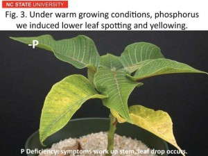 Fig. 3. Under warm growing conditions, phosphorus induced lower leaf spotting and yellowing.