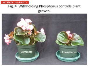 Figure 4. Withholding phosphorus controls plant growth.