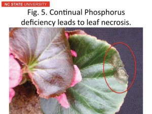 Figure 5. Continual Phosphorus deficiency leads to leaf necrosis.