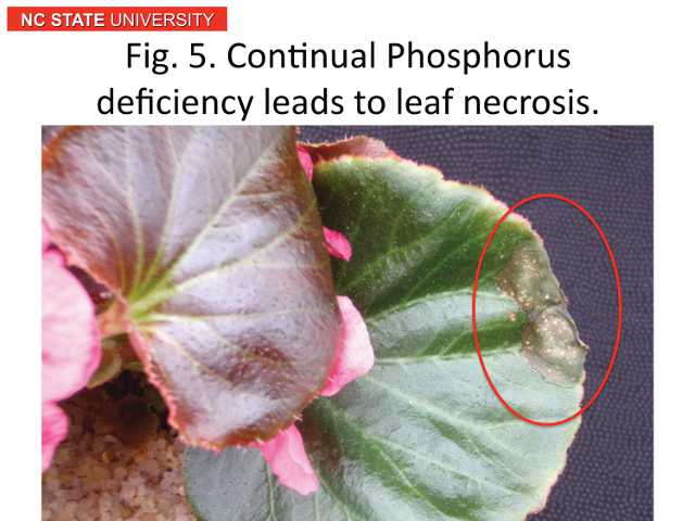 Figure 5. Continual Phosphorus deficiency leads to leaf necrosis.