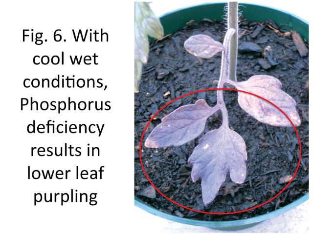 Figure 6. With cool wet conditions, phosphorus deficiency results in lower leaf purpling.
