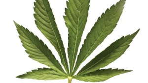 Agriculture And Medical Marijuana In Maryland: An Industry Perspective