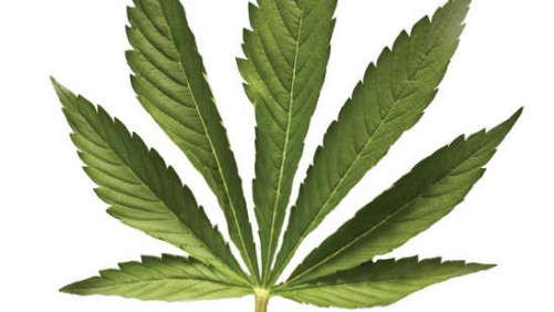 Florida Agriculture Ready To Embrace Medical Marijuana’s Impact