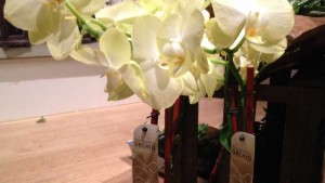 Sell Foliage And Tropical Plants As Home Décor Items