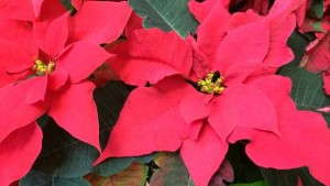 Drive After Christmas Sales With A Poinsettia Trade-In Program