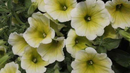 Successfully Propagating Yellow Petunias