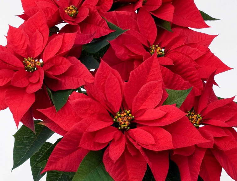 'Majestic Red' (Ecke Ranch, Dummen Group)