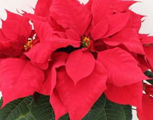 'North Star' (Ecke Ranch, Dummen)