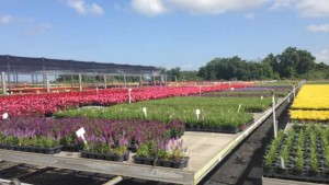 The Top 6 Reasons To Implement A Water Treatment Program For Irrigation Water