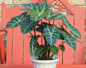 Alocasia 'Ebony'