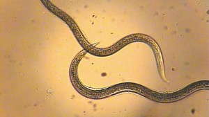 Nemasys And Millenium Beneficial Nematodes Provide Biological Insect Control