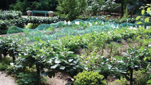 Sellable Benefits Of Community Gardens