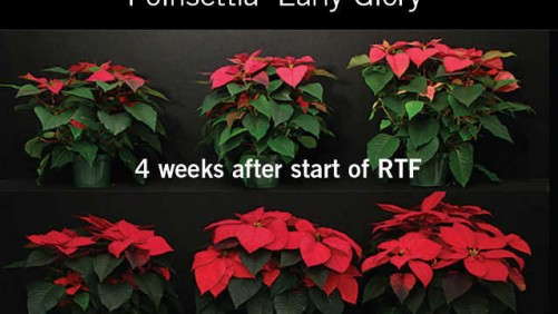 Basics & Beyond: Cold Finishing Poinsettias