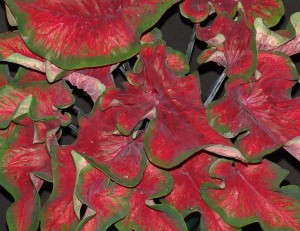 Caladium 'Rio Red'
