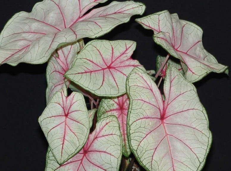 Caladium 'Summer Breeze'