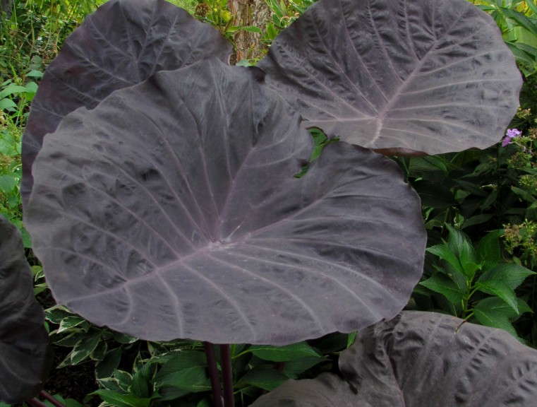 Colocasia 'Noble Gigante'