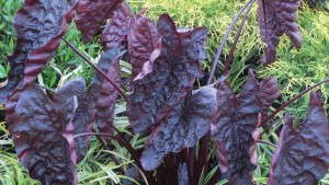 13 New Tropical Plants For 2014