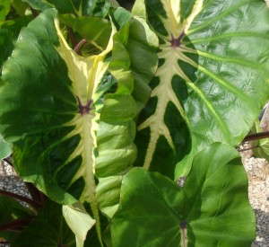 Colocasia esculenta 'White Lava'