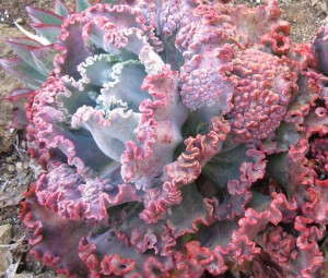 Echeveria 'Red Ruffles'