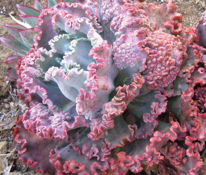 Echeveria 'Red Ruffles'