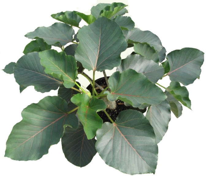 Ficus petiolaris 'Rocky'