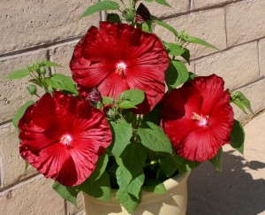 Hibiscus 'Honeymoon'