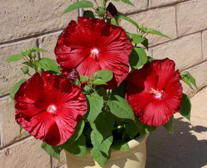 Hibiscus 'Honeymoon'
