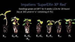 Growing Seedlings Under LEDs: Part Two