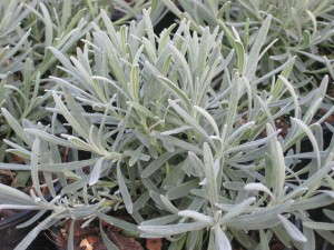 Lavender 'Phenomenal' from Peace Tree Farm and Cultivaris