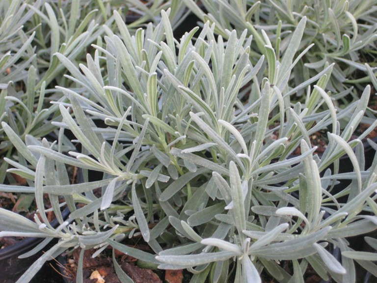 Lavender 'Phenomenal' from Peace Tree Farm and Cultivaris