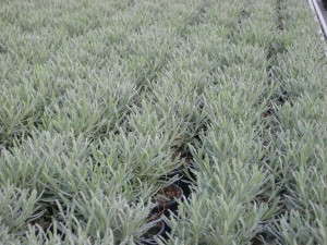 Lavender 'Phenomenal' from Peace Tree Farm and Cultivaris