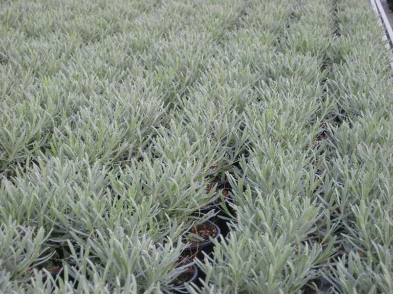Lavender 'Phenomenal' from Peace Tree Farm and Cultivaris