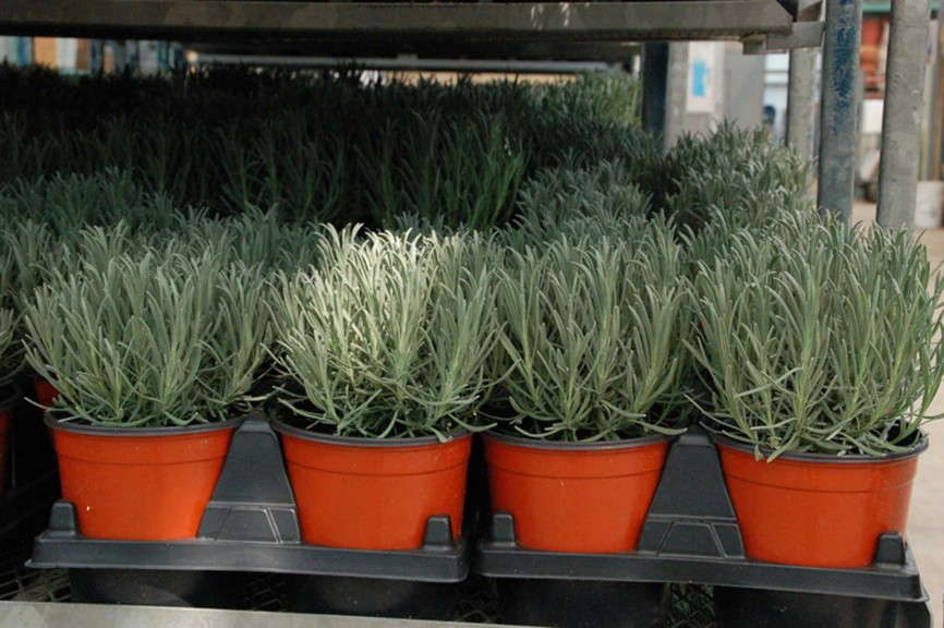 Lavender 'Phenomenal' from Peace Tree Farm and Cultivaris