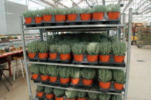 Lavender 'Phenomenal' from Peace Tree Farm and Cultivaris