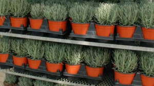 Lavender ‘Phenomenal’ From Peace Tree Farm And Cultivaris Has A Dense, Bushy Habit