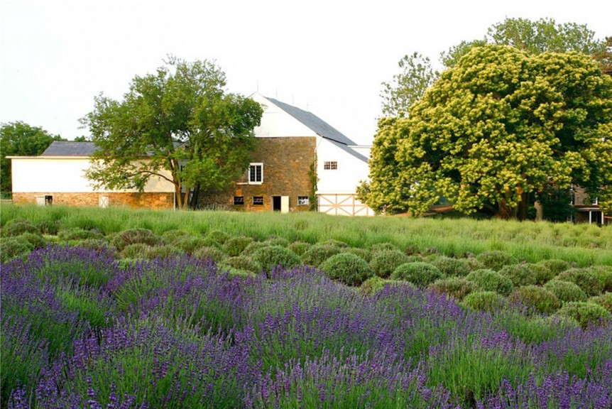 Lavender 'Phenomenal' from Peace Tree Farm and Cultivaris
