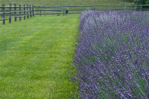 Lavender 'Phenomenal' from Peace Tree Farm and Cultivaris