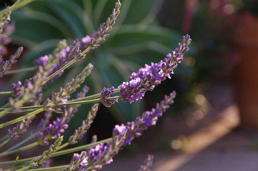 Lavender 'Phenomenal' from Peace Tree Farm and Cultivaris