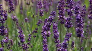 Friends Of Long Island Horticulture Announces 2014 Grants