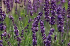 Lavender 'Phenomenal' from Peace Tree Farm and Cultivaris
