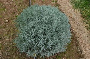 Lavender 'Phenomenal' from Peace Tree Farm and Cultivaris