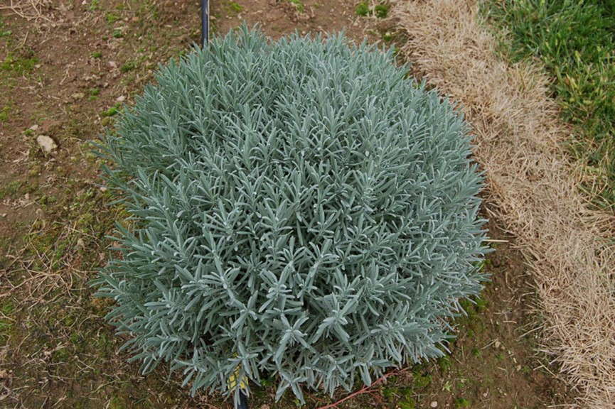 Lavender 'Phenomenal' from Peace Tree Farm and Cultivaris