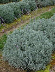 Lavender 'Phenomenal' from Peace Tree Farm and Cultivaris